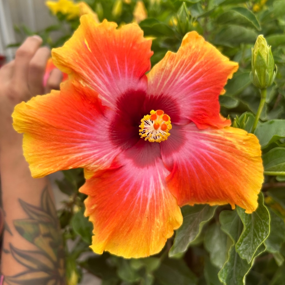 Meet your Posher, Jill